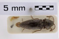 Foto (Dorsalansicht) von Melanotus carinatus (NHMW-ZOO-COL-0007728)